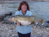 Terri with her 16.61 pound walleye caught below Hauser Dam on 11/11/11